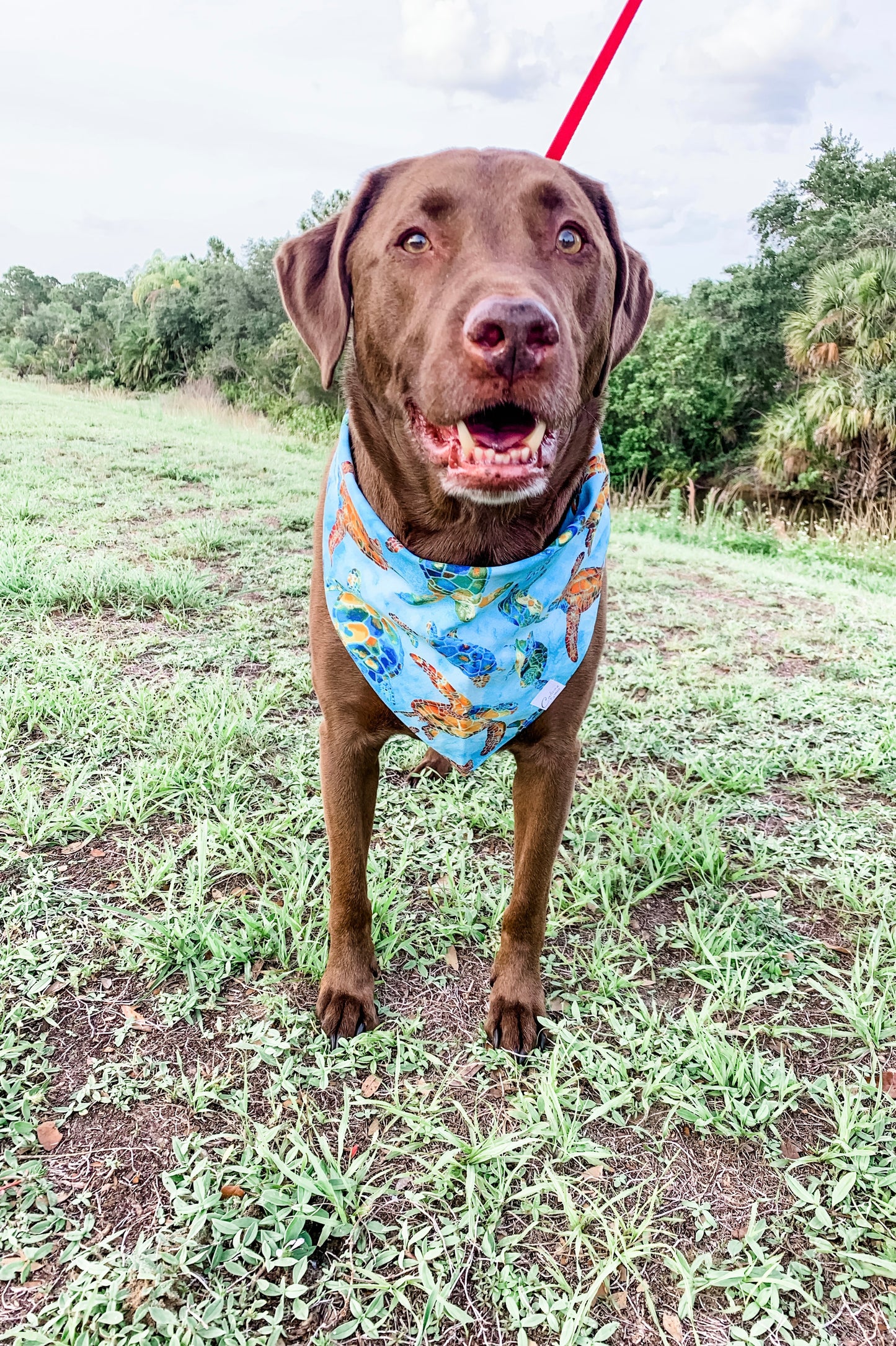 Sea Turtles Bandana