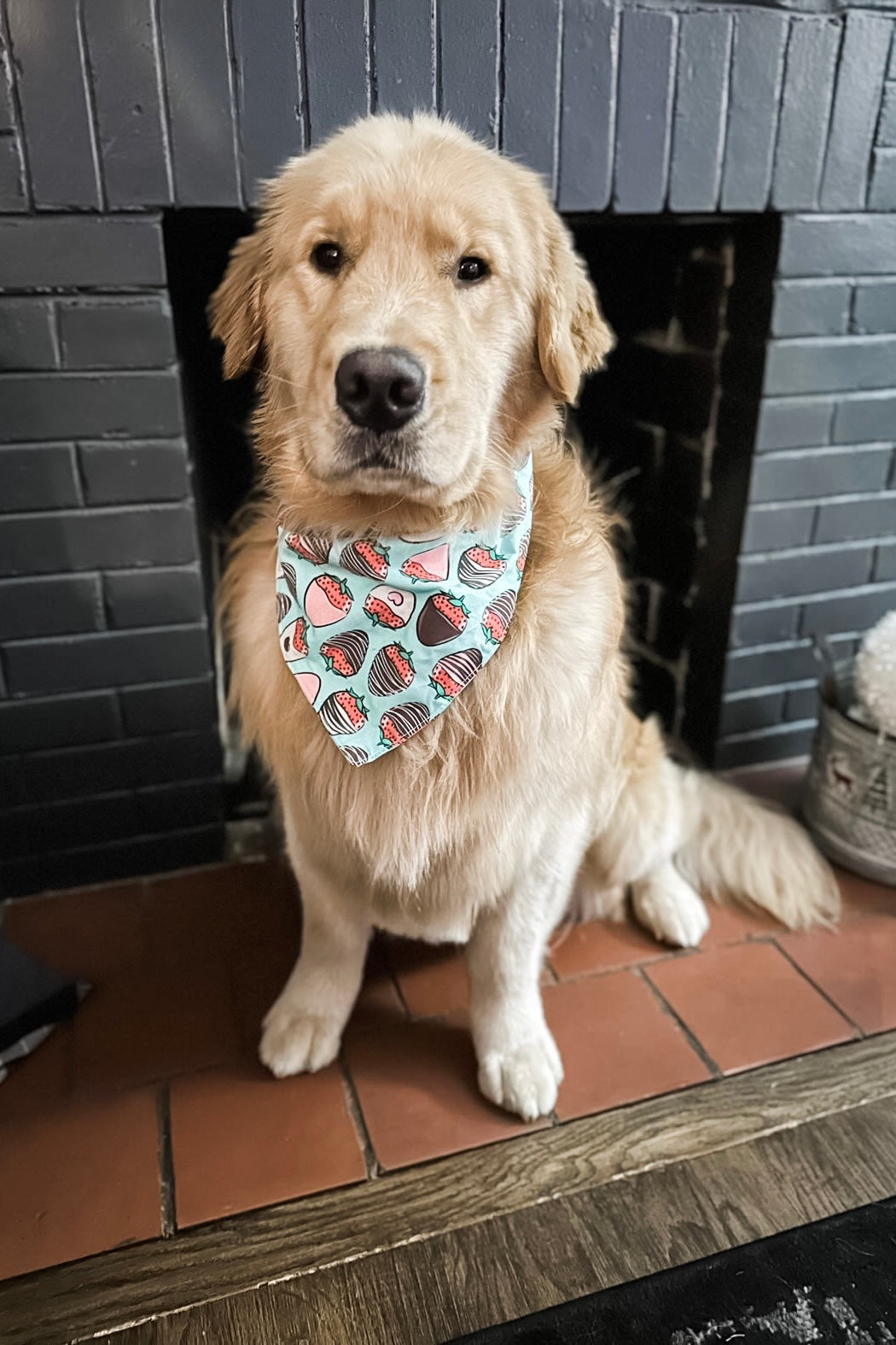 Chocolate Covered Strawberries Bandana