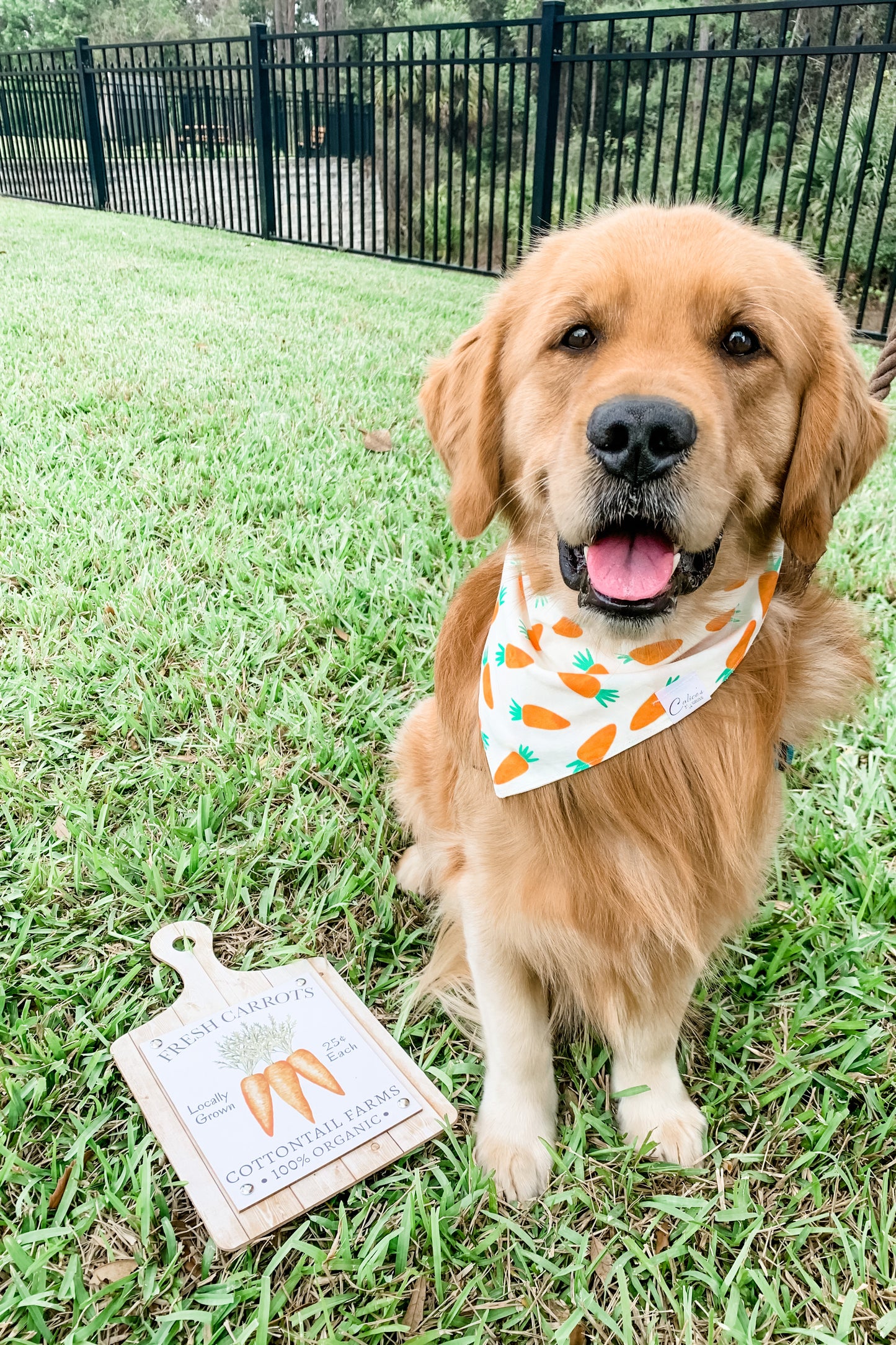 Carrots Bandana