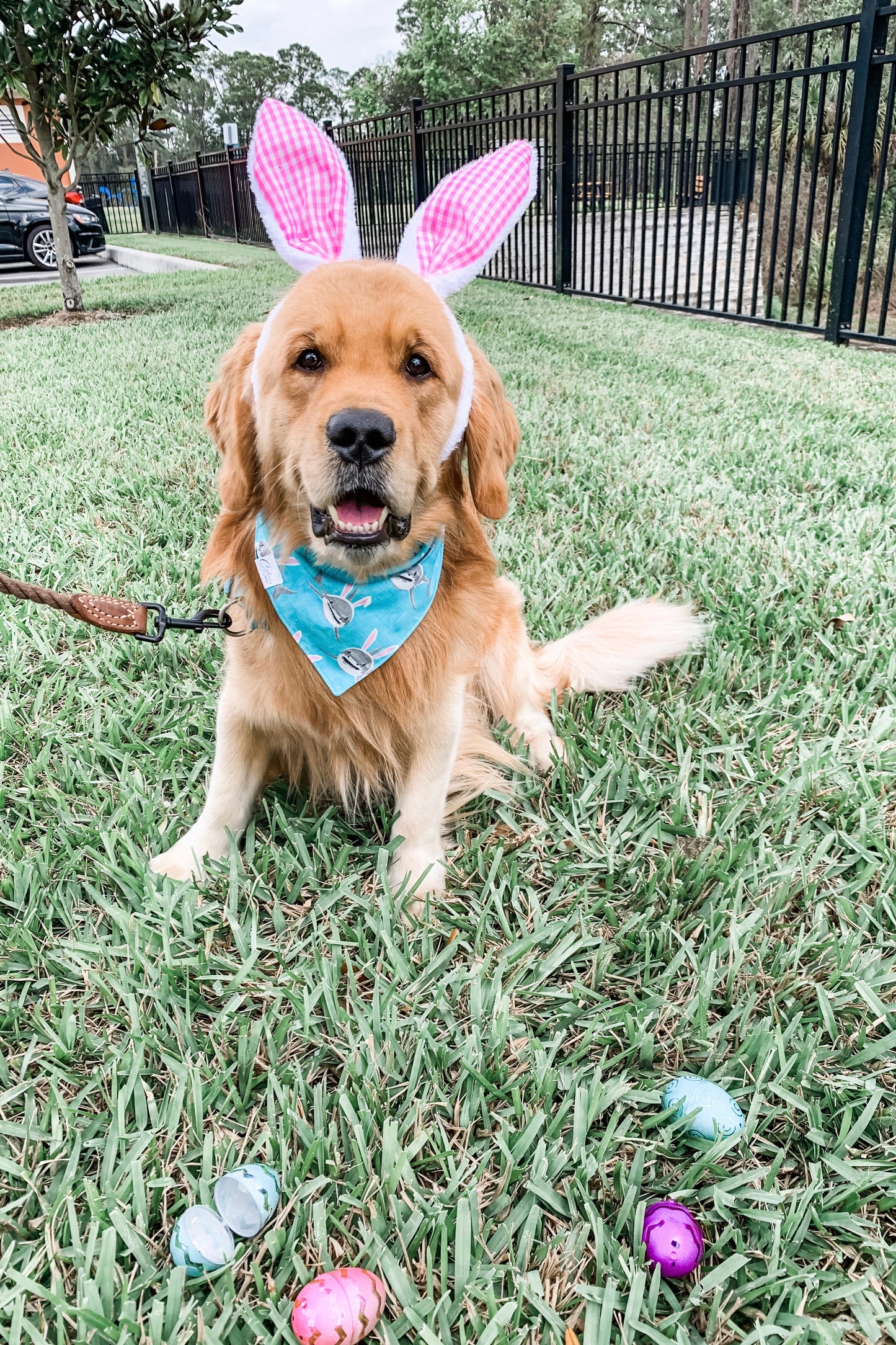 Bunny Shark Bandana